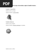 Clasificación de los tipos de hortalizas según la familia botánica