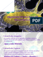 organizacinmolecular-091004172049-phpapp01