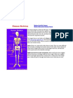 Human Skeleton: Stirrup Bone Inside The Ear