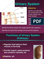 Urinary System