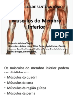 Músculos do Membro Inferior