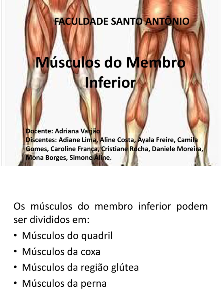 Anatomia Muscular Dos Membros Inferiores