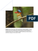 Embuas: Embuas (Pictured Above) Whose Earthly Manefestation Is Banded Kingfisher - Lacedo