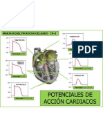 Potenciales de Accion Cardiacos R