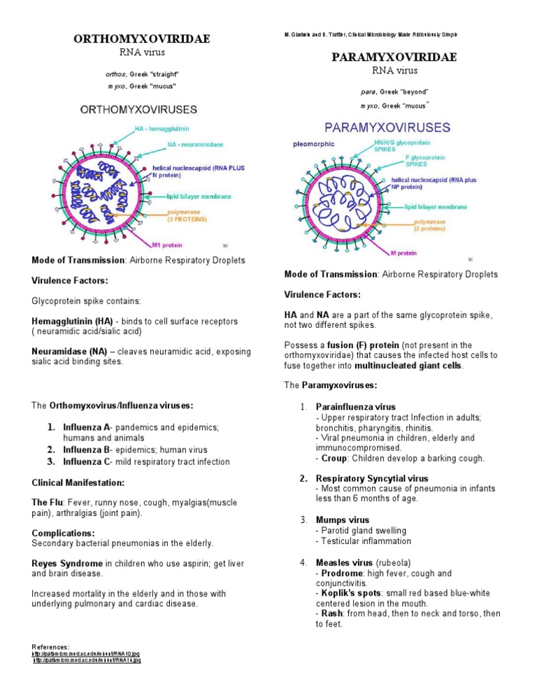 Orthomyxoviridae and Paramyxoviridae Overview | PDF | Science & Mathematics