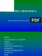 anatoma-urolgica1-1233026622016413-3