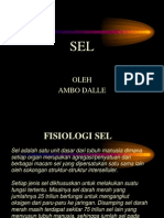 sel.ppt