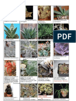 Guide to Growing 17 Succulent Plants
