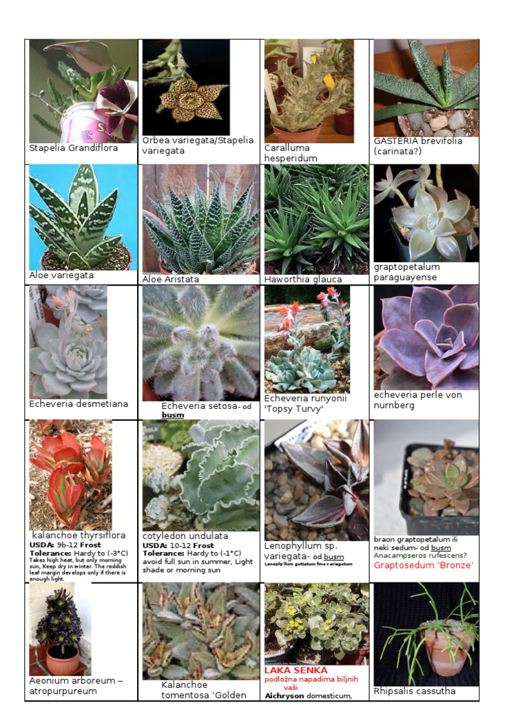 Succulent Care and Varieties Guide | PDF | Plants | Organisms