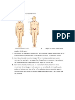 Posibles Preguntas Exámen Hormonas y Sistema Locomotor