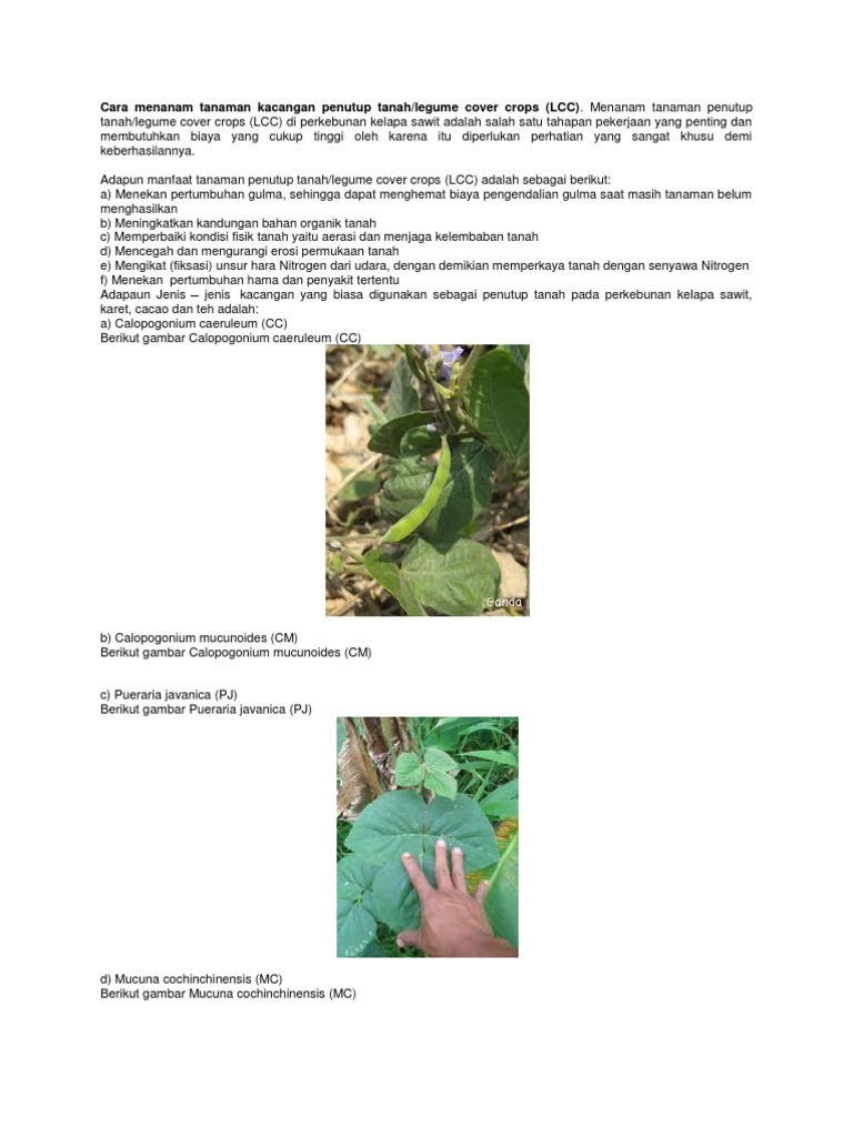 Cara Menanam Tanaman Kacangan Penutup Tanah PDF