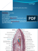 Organs of Respiration: Lungs, Lobes and Fissures