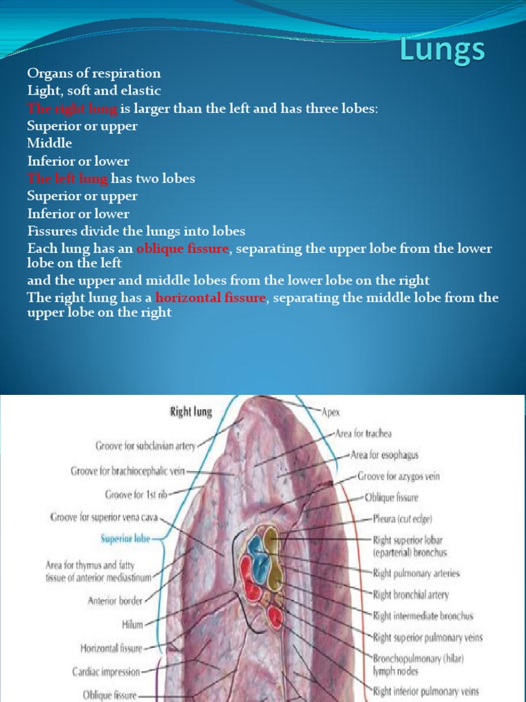 Anatomy of Right and Left Lungs | PDF