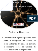 Neuroanatomia Novo (1)