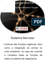 Neuroanatomia Novo