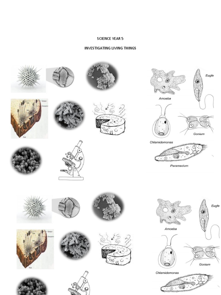 Science Year 5 Investigating Living Things | PDF