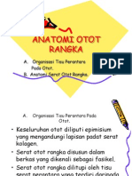 Anatomi Otot Rangka