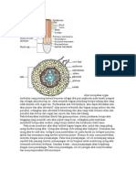 ANFISTUM