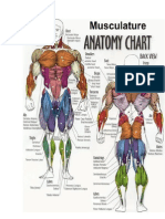 Anatomi Otot Manusia