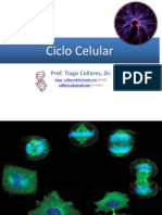 Ciclocelular