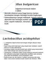 Lactobacillus Bulgaricus
