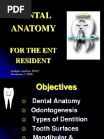 Basic Science Anatomy of The Tooth