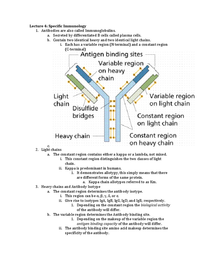 Lecture 4 Specific Immunology Antigen Binding Capacity of The