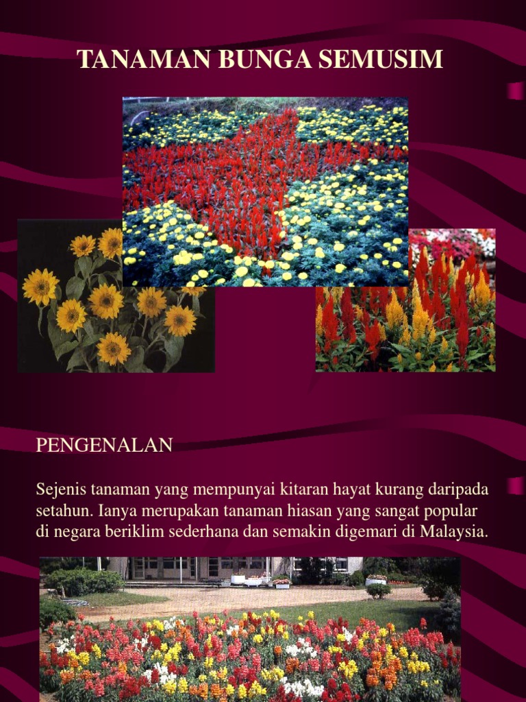 Bunga Semusim | PDF