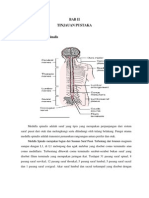 Anatomi Medulla Spinalis