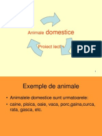 Animale Domestice