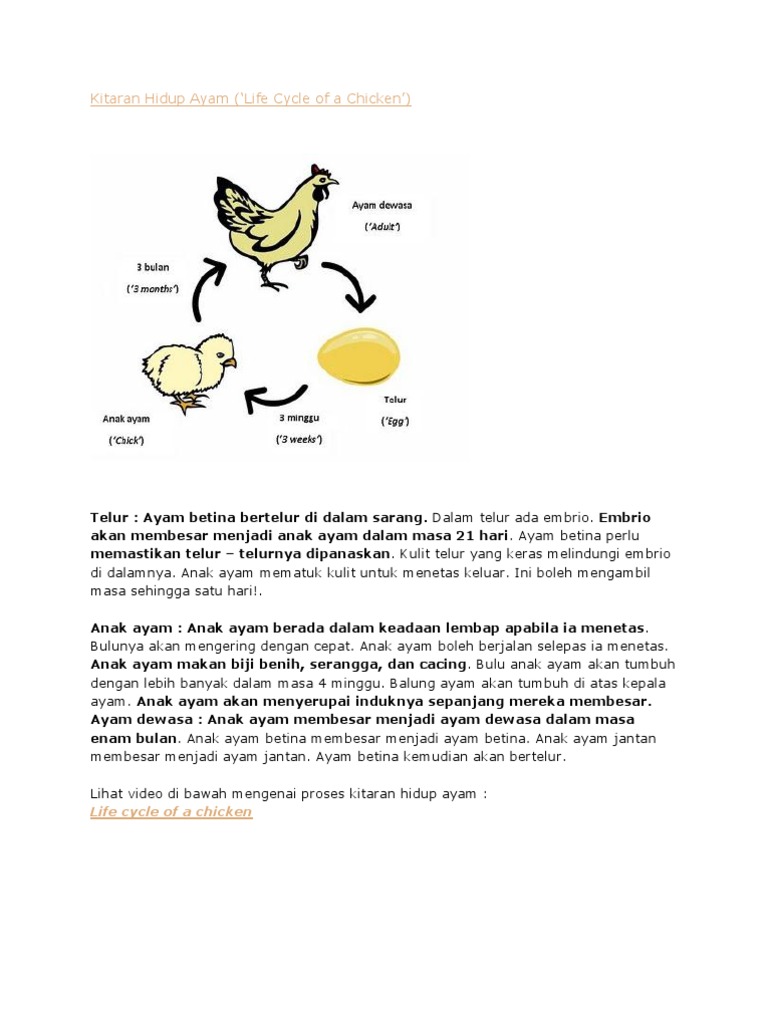 Kitaran Hidup Ayam PDF Kitaran Hidup Ayam PDF