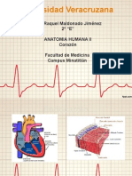 Endocardio