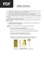 Articulação
