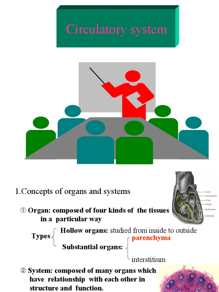 Overview of the Circulatory System | PDF | Capillary | Cardiac Muscle
