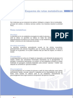 Esquema Rutas Metabolicas