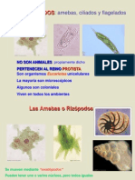 PROTOZOOS, Amebas, Ciliados, Flagelados