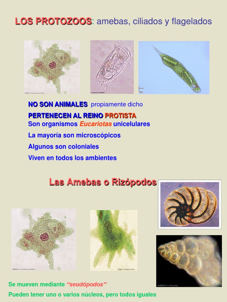 PROTOZOOS, Amebas, Ciliados, Flagelados | PDF | Malaria | Protozoos