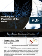 Anatomy and Physiology of The Nerve