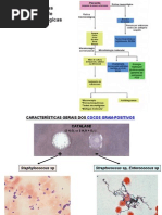 staphylococcus e streptococcus