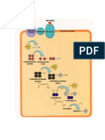 GLUCOGENOLISIS