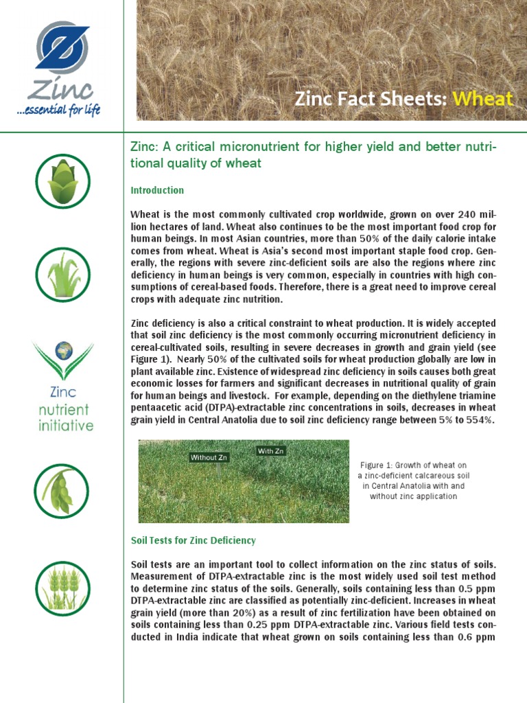 Zinc Fact Sheets Wheat Wheat Zinc