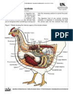 Anatomy Digestive