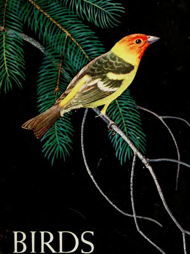 Yosemite nature notes Birds of Yosemite Bald Eagle Hawk