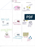 Cellular Respiration - Student Work