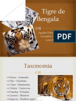 Tigre de Bengala1