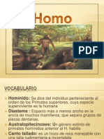 Homo Habilis