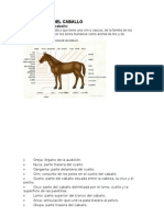 Estructura Del Caballo