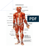 Sistema Muscular