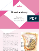 Breast anatomy overview