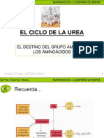 Ciclo de La Urea Mcm